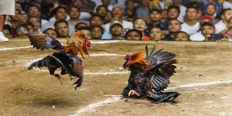 Những điểm đáng chú ý về đá gà cựa sắt tại K9win